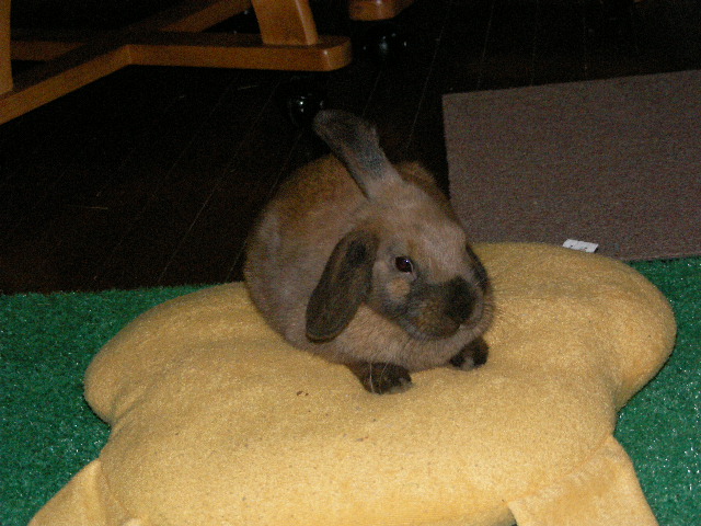 座りごこちがいいねー。