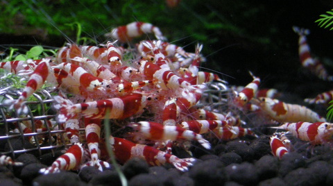 赤バンド水槽のえびちゃん