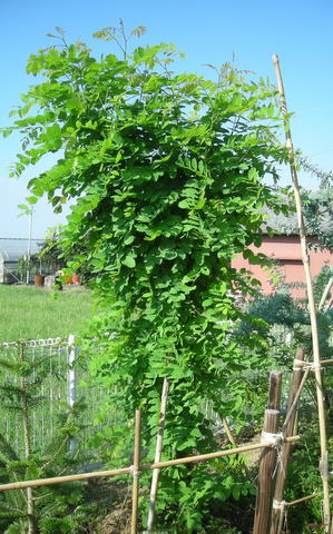 ニセアカシア復活中