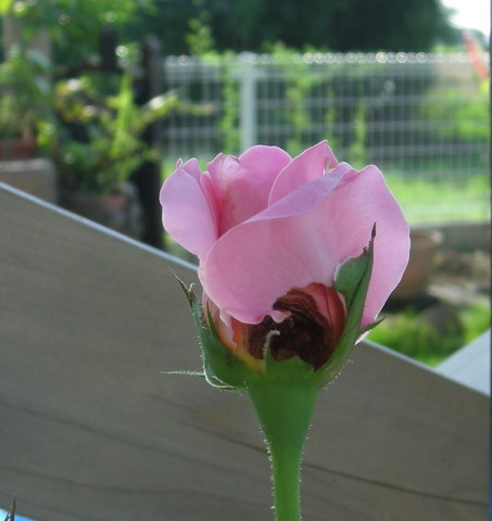 イモムシにやられた･･･