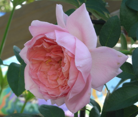 綺麗なダム　ドゥ　シュノンソー