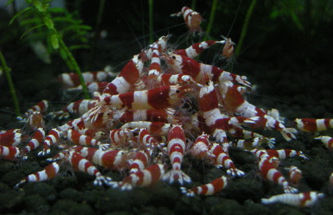 クアトロお食事中の赤ビーちゃん。