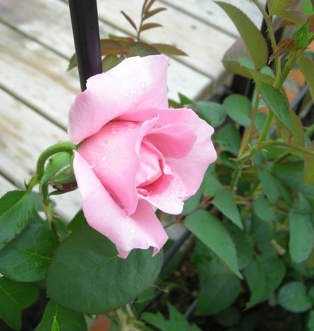 サン･テグジュペリ