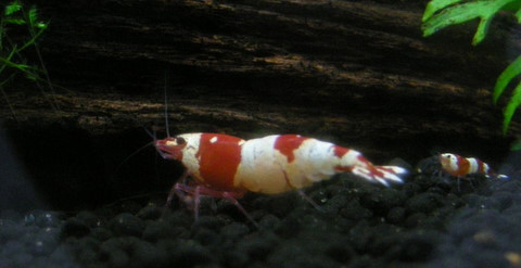 赤足のデカビー