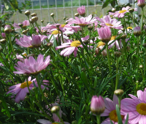 ピンクのマーガレット