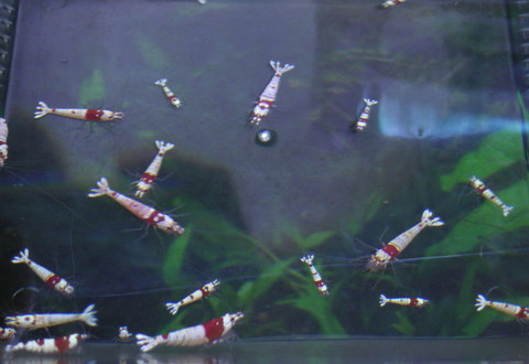 厳選ビーシュリンプ2