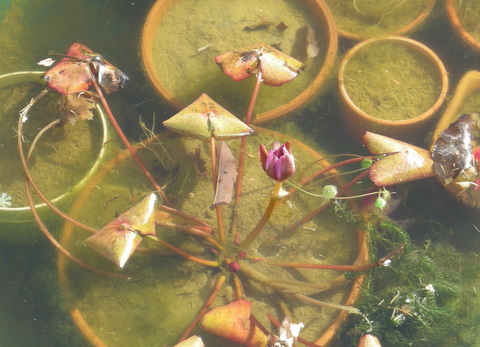 まだ蕾がいっぱいの睡蓮