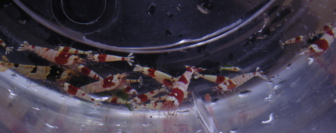 昇進したビーシュリンプ