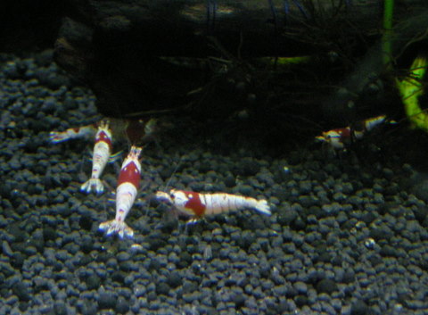 虎と虎の子供たち