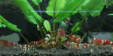 ジミーちゃんの大奥