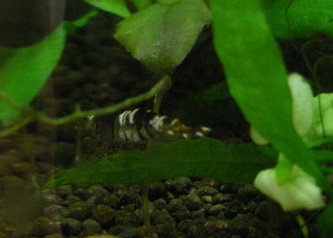 90の原始的タイガー黒ビー