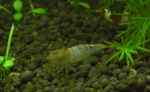 ソイル色の白ビー