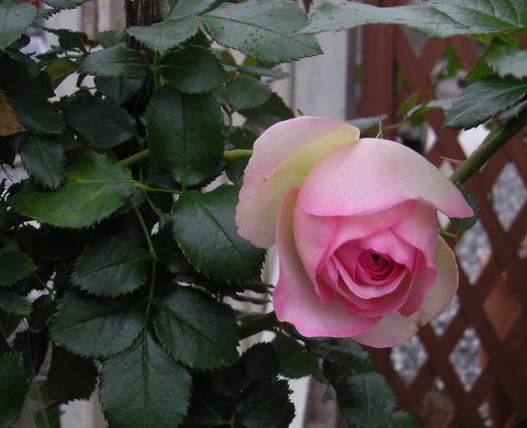 ピエール　ドゥ　ロンサール