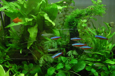 お魚水槽の左側。