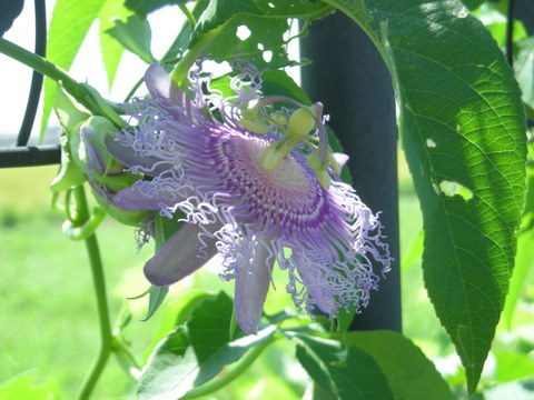 トケイソウの花