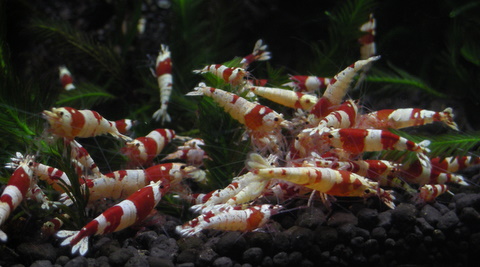 避難水槽：スピナッチタブ