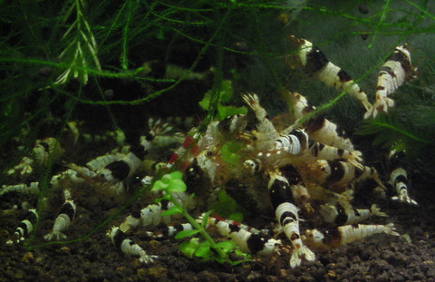 黒ビー水槽：クアトロ２