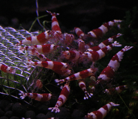 赤バンド水槽：クアトロ２