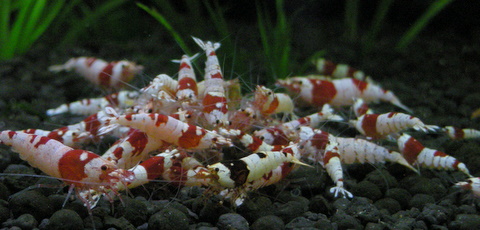 綺麗どころさんご飯中です