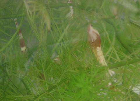 ビニールの仲のエビ様。