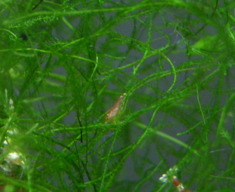 イタリアンレッド