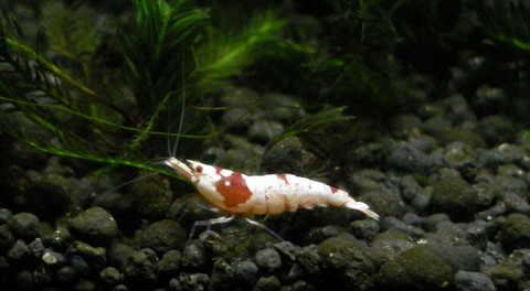 たかた家のビーシュリンプ