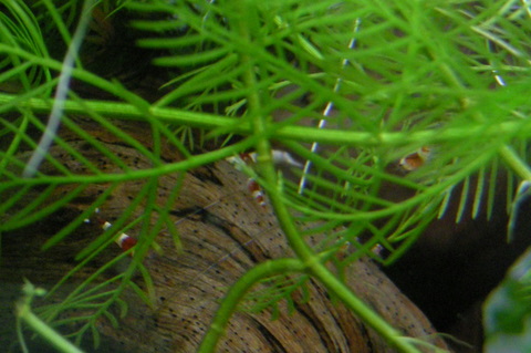 赤バンド水槽の稚ビー