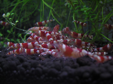 赤バンド水槽の親ビーさん