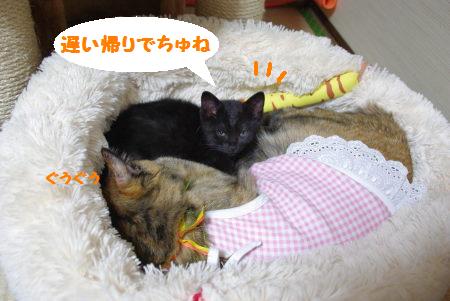 チョコ＆マーブル