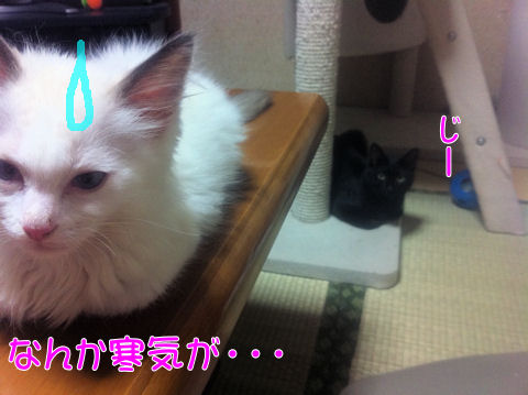 くー＆チョコ