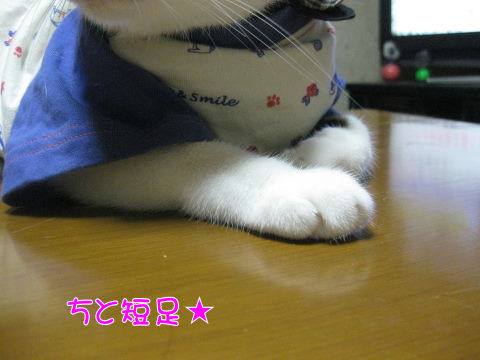 みゃ～