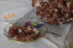 シイタケちゃん