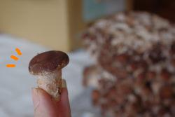 シイタケちゃん