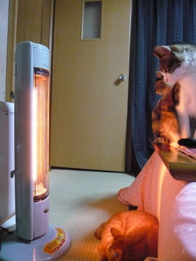 ３にゃん（バジル＆みゃ～＆マーブル）