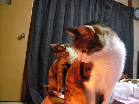 ２にゃん（みゃ～＆マーブル）