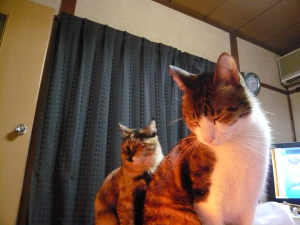 ２にゃん（みゃ～＆マーブル）