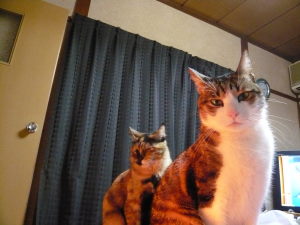 ２にゃん（みゃ～＆マーブル）