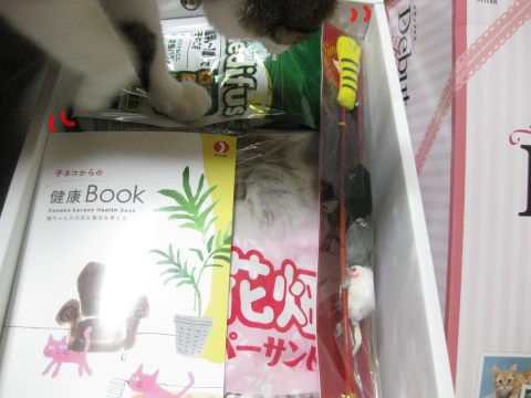 ＰＥＴＬＩＮＥ　Ｍｙ　ｌｏｖｅ　子ネコちゃん　メディファスデビューキャンペーン