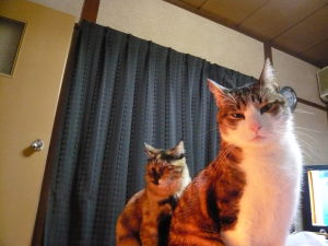 ２にゃん（みゃ～＆マーブル）