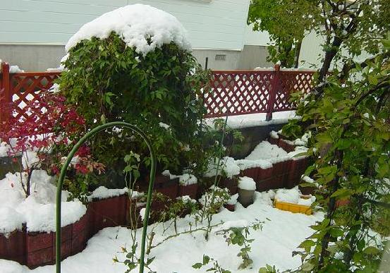１０月２７日初雪の庭