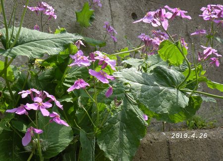 大根の花に似ているーハナダイコン 読んでサイエンス 歩いて観察図鑑 楽天ブログ