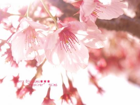 ピンクの桜.jpg