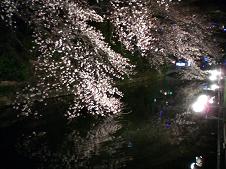 風船と花見 040.JPG