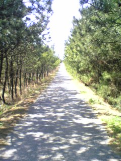 防風松林の遊歩道