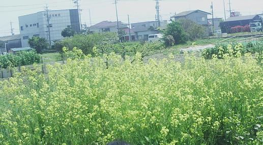 菜の花
