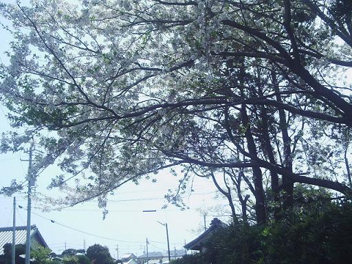 散り桜