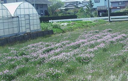 蓮華