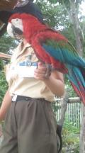 おりこうなインコ