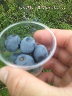 ドイツ村ブルーベリー狩り