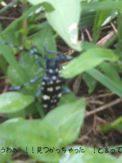 カミキリムシ発見